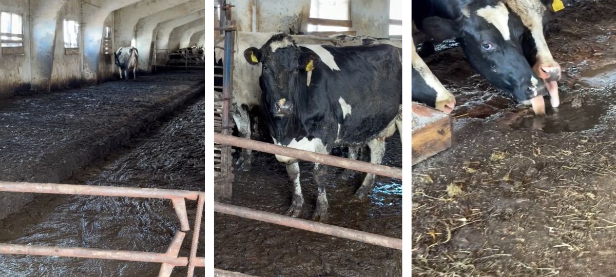 Содержание коров в колхозе в деревне Углы Могилевской области
